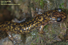 Onychodactylus koreanus