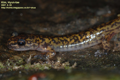 Onychodactylus koreanus