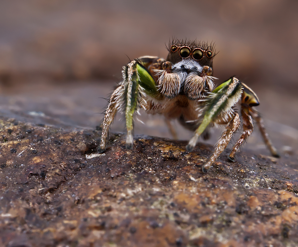 Habronattus viridipes