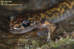 Onychodactylus koreanus