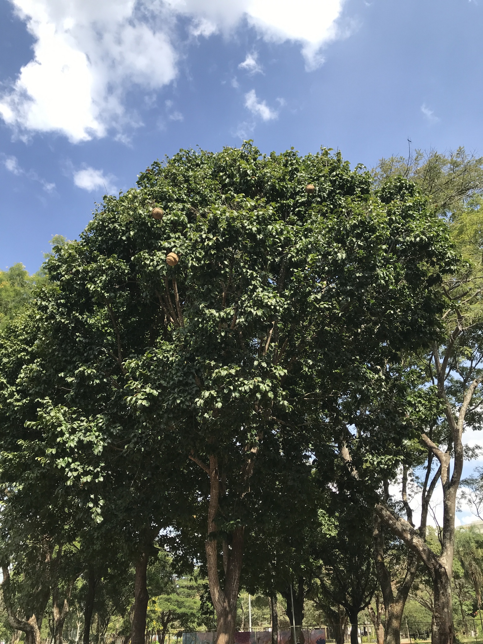 Imagem de Sapucaia