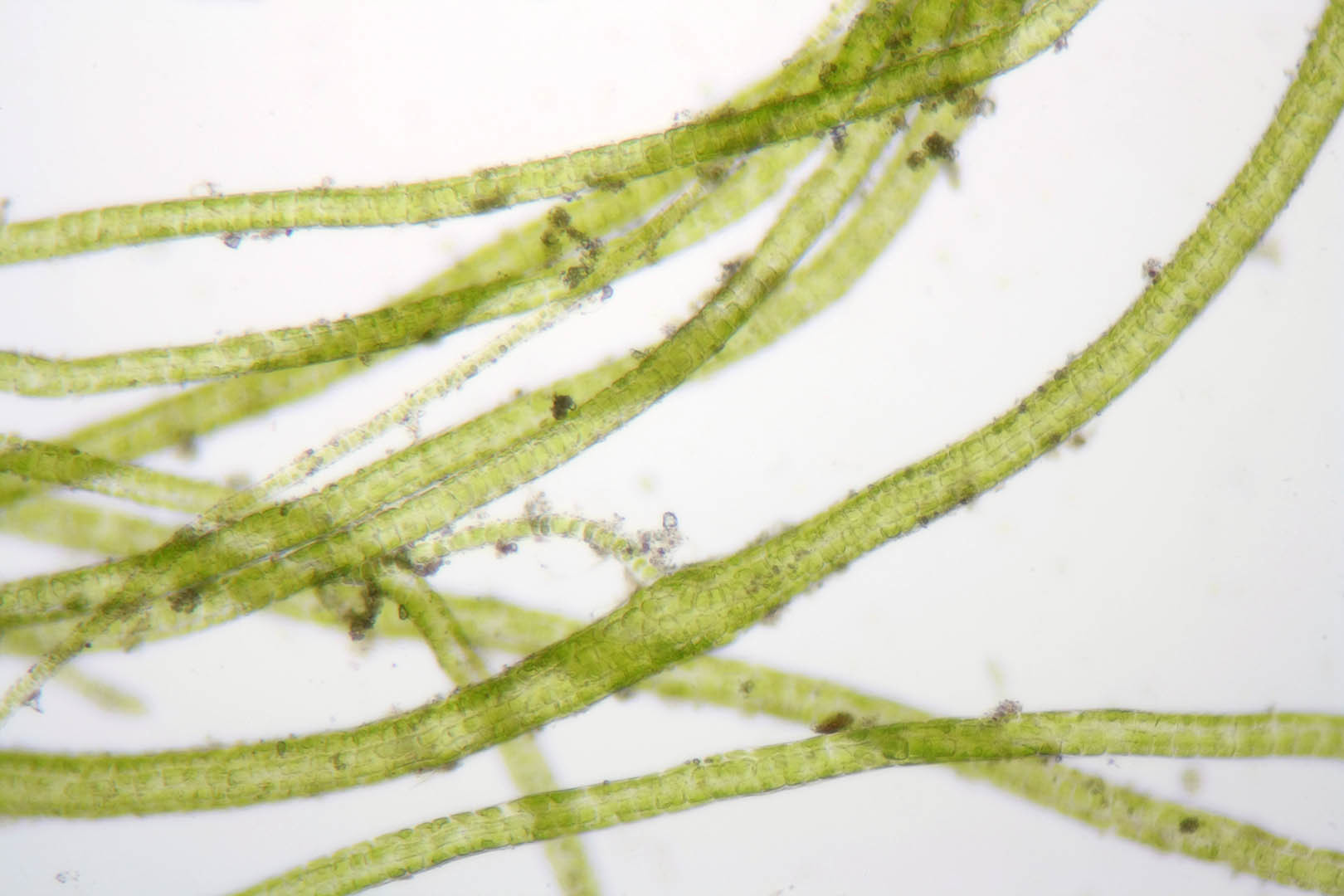 Blidingia marginata