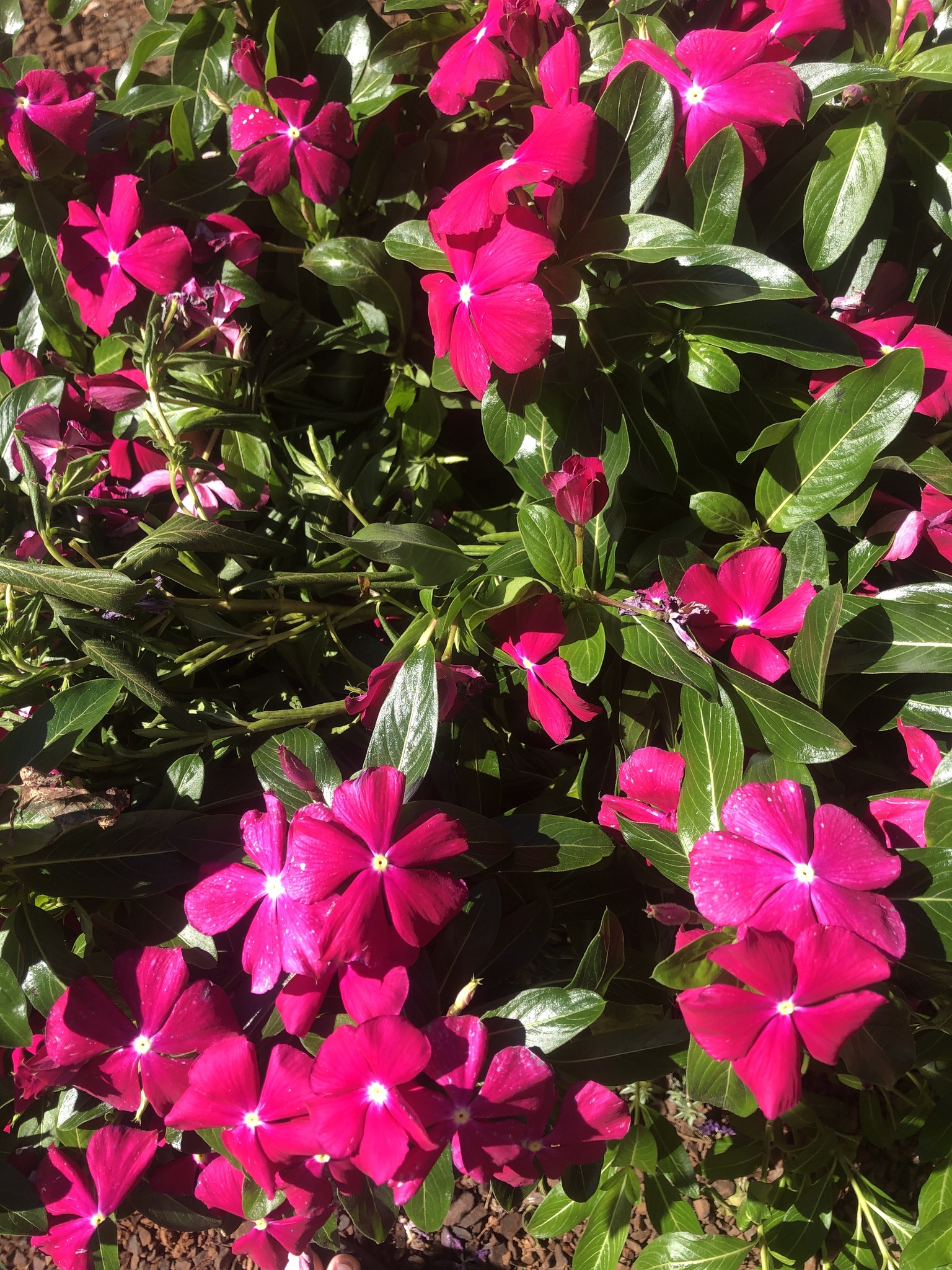 Catharanthus roseus
