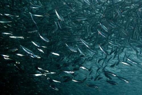 Roux's sardinella (Sardinella rouxi) — Clupeidae — 5
