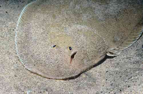 Senegalese tonguesole (Cynoglossus senegalensis) — Cynoglossidae — 4