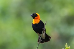 Black Bishop photo 2