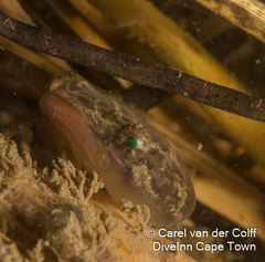 Apletodon pellegrini