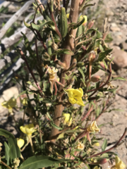 Oenothera villosa strigosa