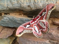 Rothschildia jacobaeae