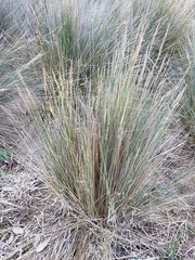 Austrostipa stipoides