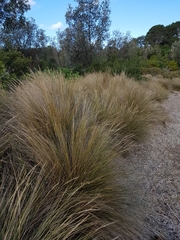 Austrostipa stipoides