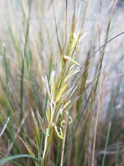 Austrostipa stipoides