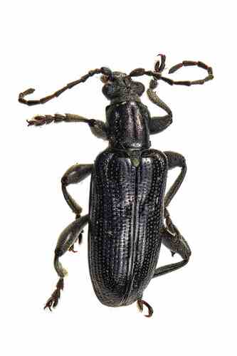Frost's reed beetle photo 2