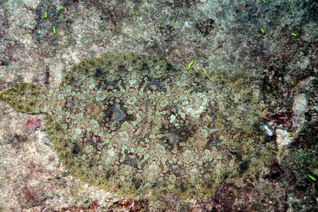 Guibe's flounder (Bothus guibei) — Bothidae