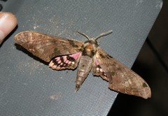 Adhemarius gannascus