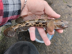 Toad Goby photo 2