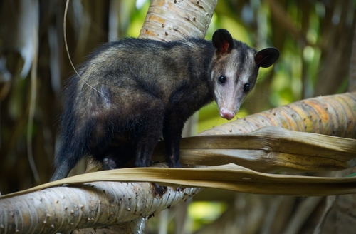 Southern Opossum, photo 2 of 8
