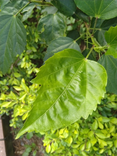 Representative image of Hibiscus rosa-sinensis