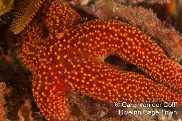 Echinaster reticulatus