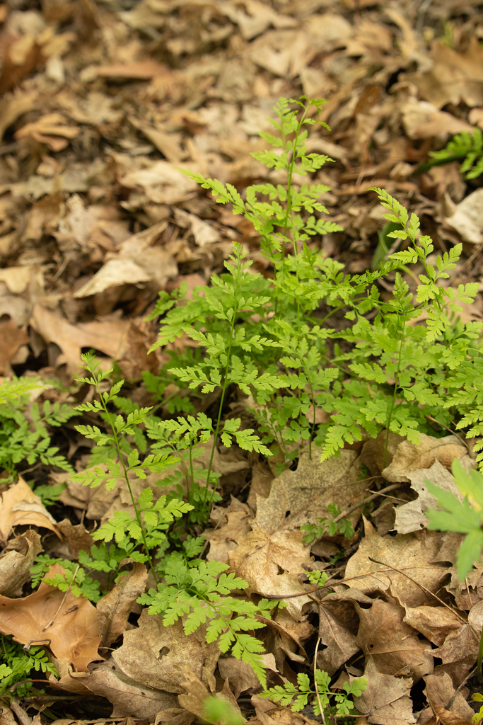 lowland brittle fern in May 2023 by kyle_webster. 3 patches · iNaturalist
