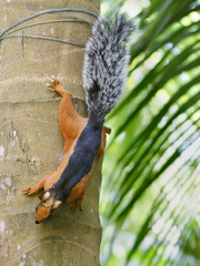 Variegated Squirrel photo 4