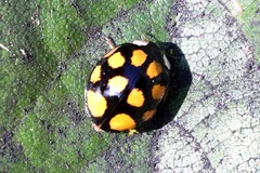 Harmonia axyridis