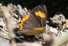 Heliophorus
