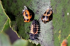 Harmonia axyridis