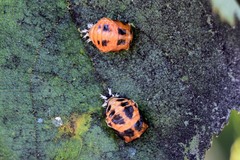 Harmonia axyridis