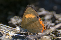 Heliophorus