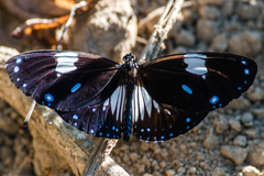 Euploea radamanthus