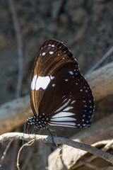 Euploea radamanthus