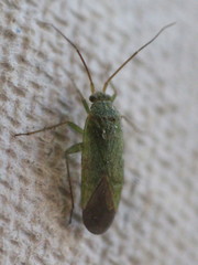 Orthotylus virescens