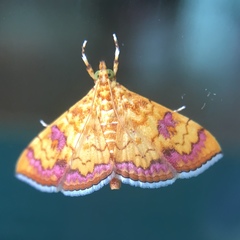 Isocentris filalis