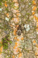 Drapetisca alteranda