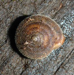 Vespericola armigera