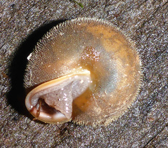 Vespericola armigera