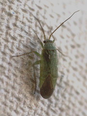 Orthotylus virescens