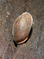 Vespericola armigera