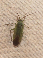 Orthotylus virescens
