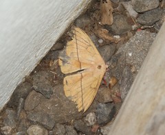 Lonomia electra