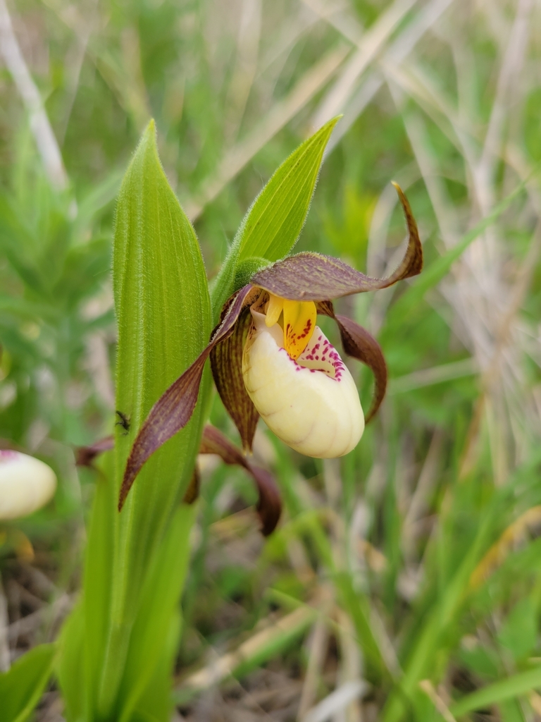Andrews' Lady-slipper