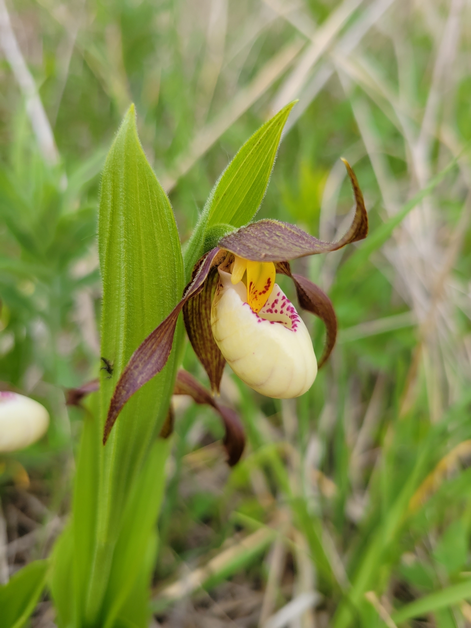 Cypripedium X andrewsii