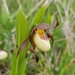 Andrews' Lady-Slipper - Photo (c) trevorzook, some rights reserved (CC BY-NC), uploaded by trevorzook