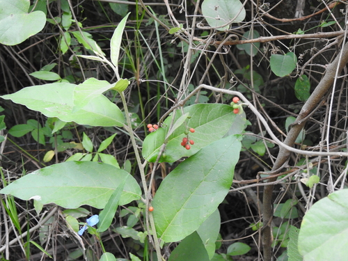 Image of Cissampelos pareira by (c) Eduardo Luis Beltrocco, some rights reserved (CC BY)