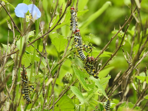 Zoniopoda omnicolor