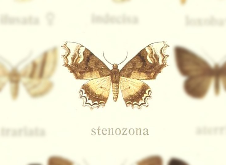 Macrohastina stenozona