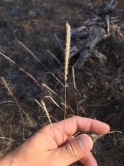 Muhlenbergia wrightii