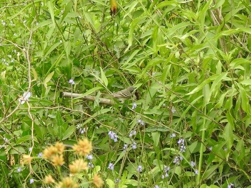 Plain Inezia (Inezia inornata), photo 7