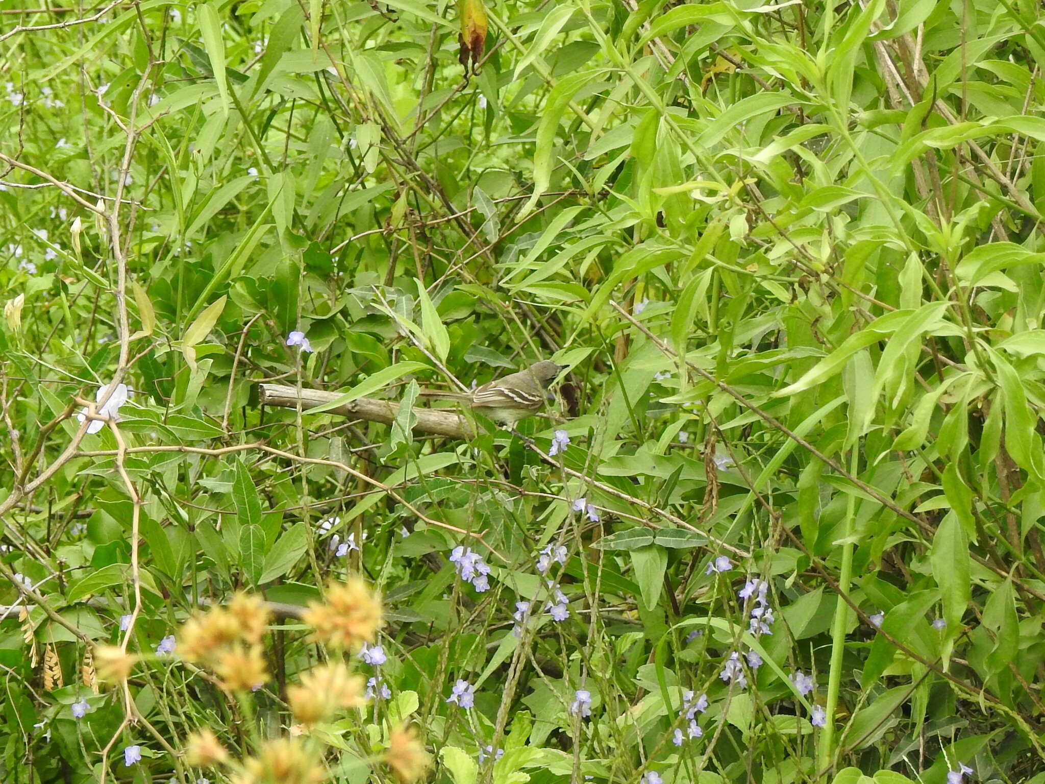Plain Inezia (Inezia inornata), photo 10